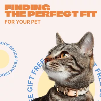 Pet Collar Fit Guide: Sizing, Safety, Style Tips